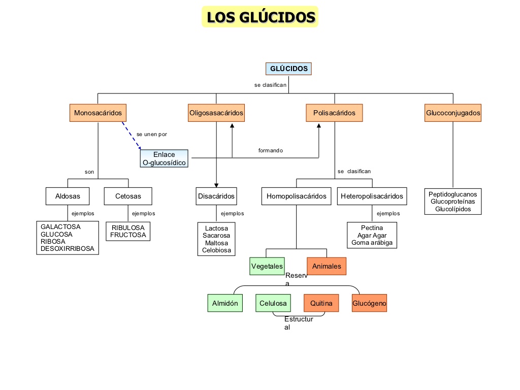 Clasificación de los Glúcidos Clasificación de los Glúcidos